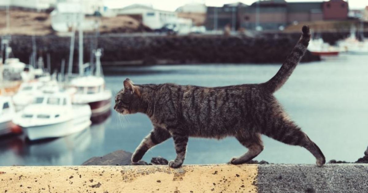 A gray tabby walks along the side of a bridge wall with a waterway and boats in the background