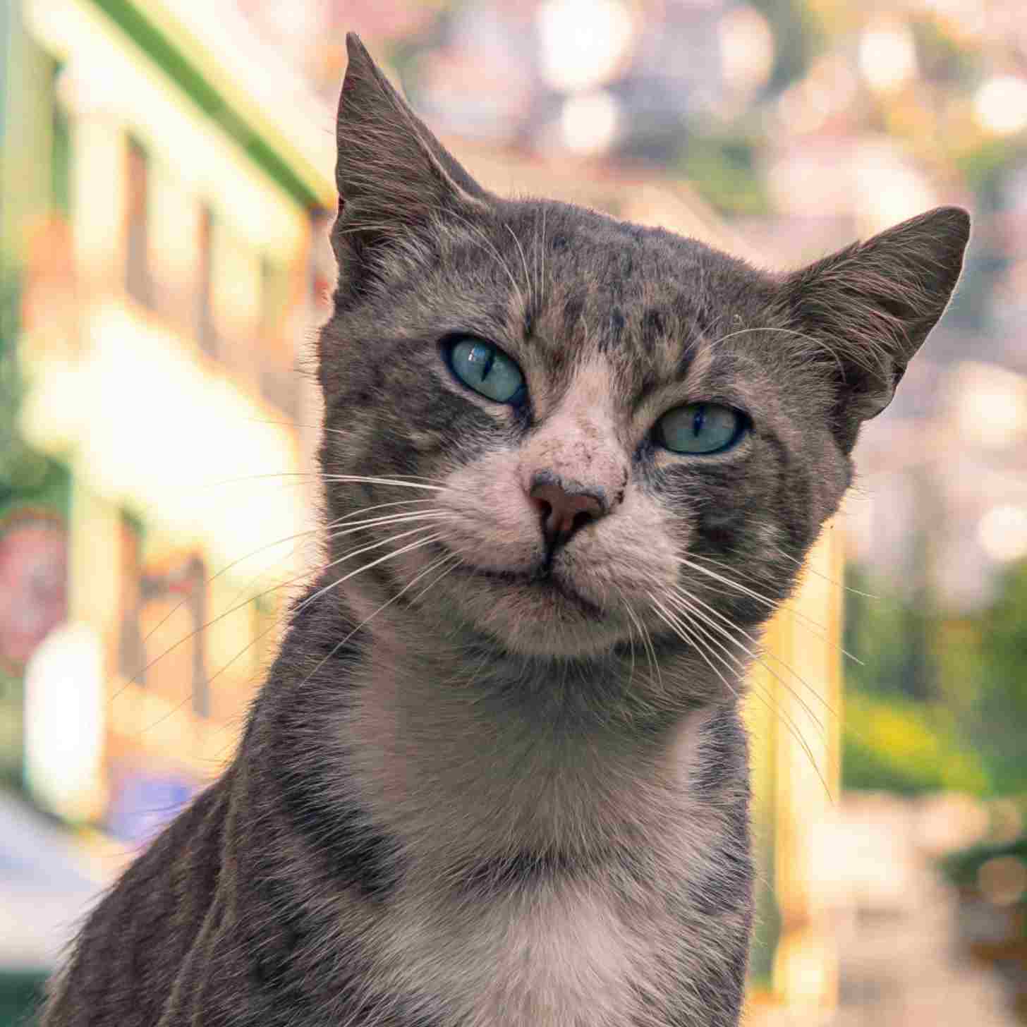 A close-up of a gray and white tabby street cat with a blurry street behind them