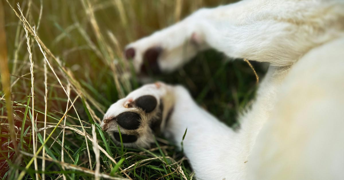 A close-up of a dog's paws in green grass