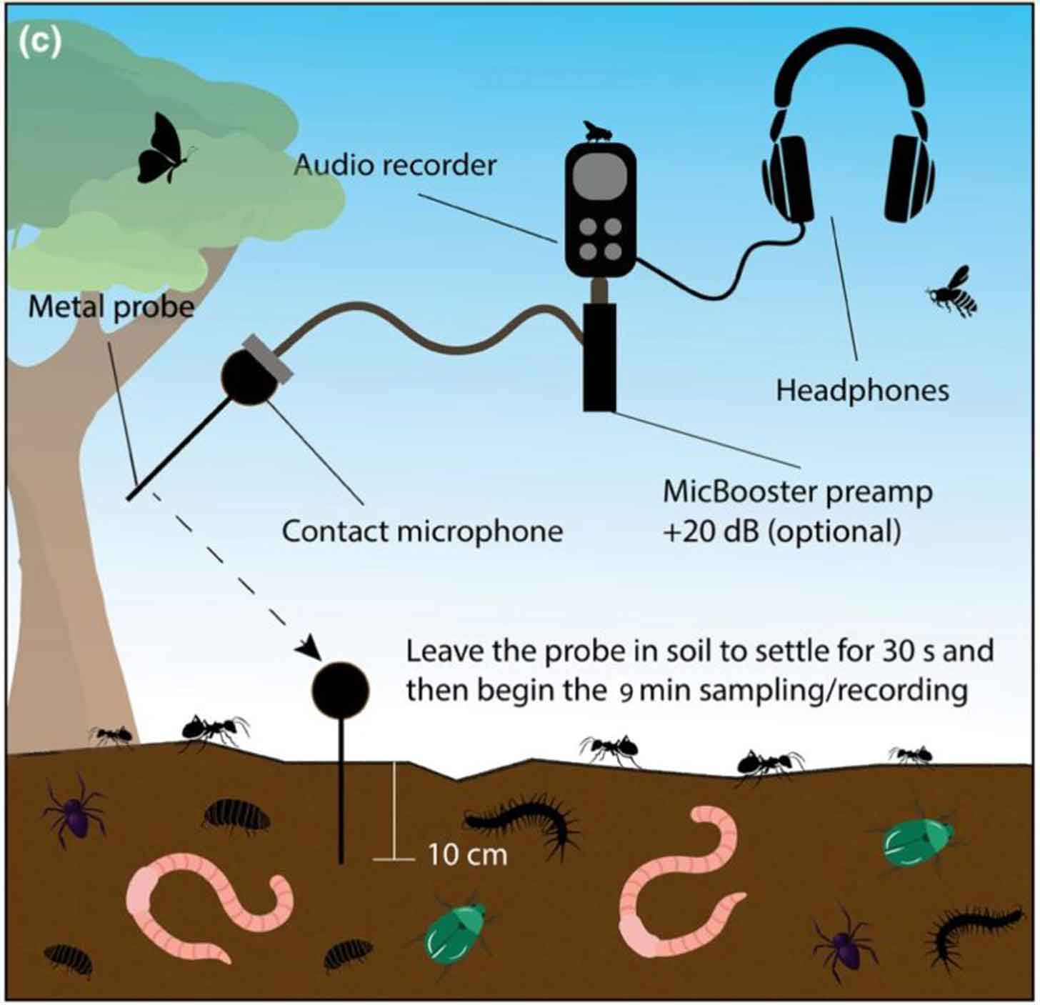 An infographic of headphones and microphones being used to listen to insect sounds underground