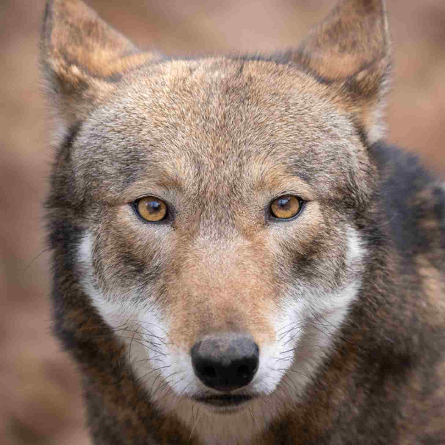 A close-up of a red wolf