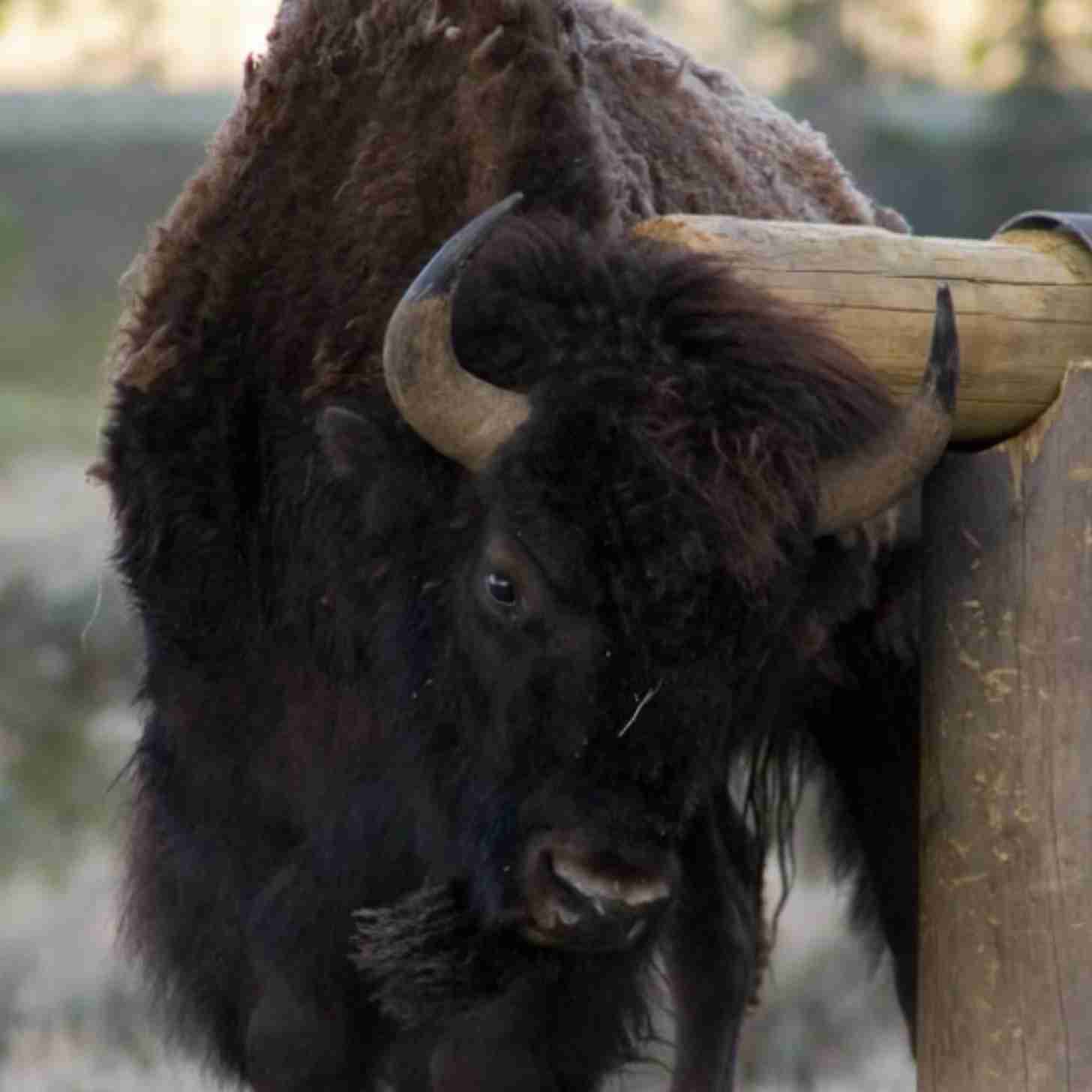 A bison rubs its horn on a wooden pole in Yellowstone national park