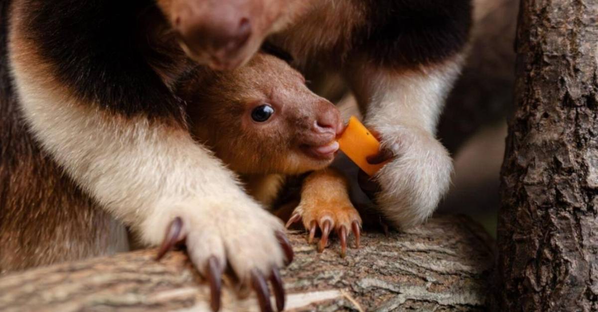 A baby tree kangaroo joey peeking out from under his mother's legs as he eats a carrot.