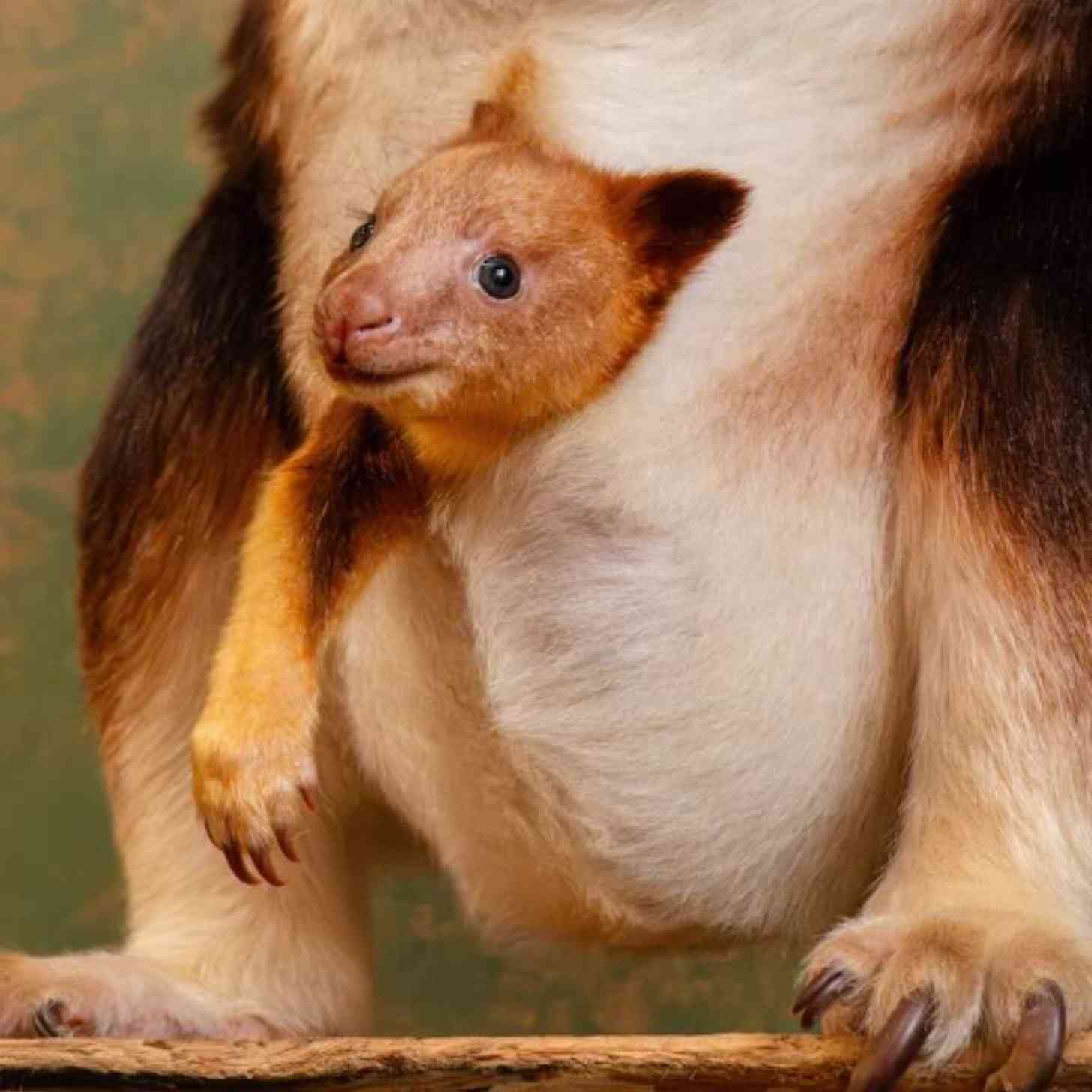 A baby tree kangaroo joey pokes it head, and left arm, out of its mother's pouch
