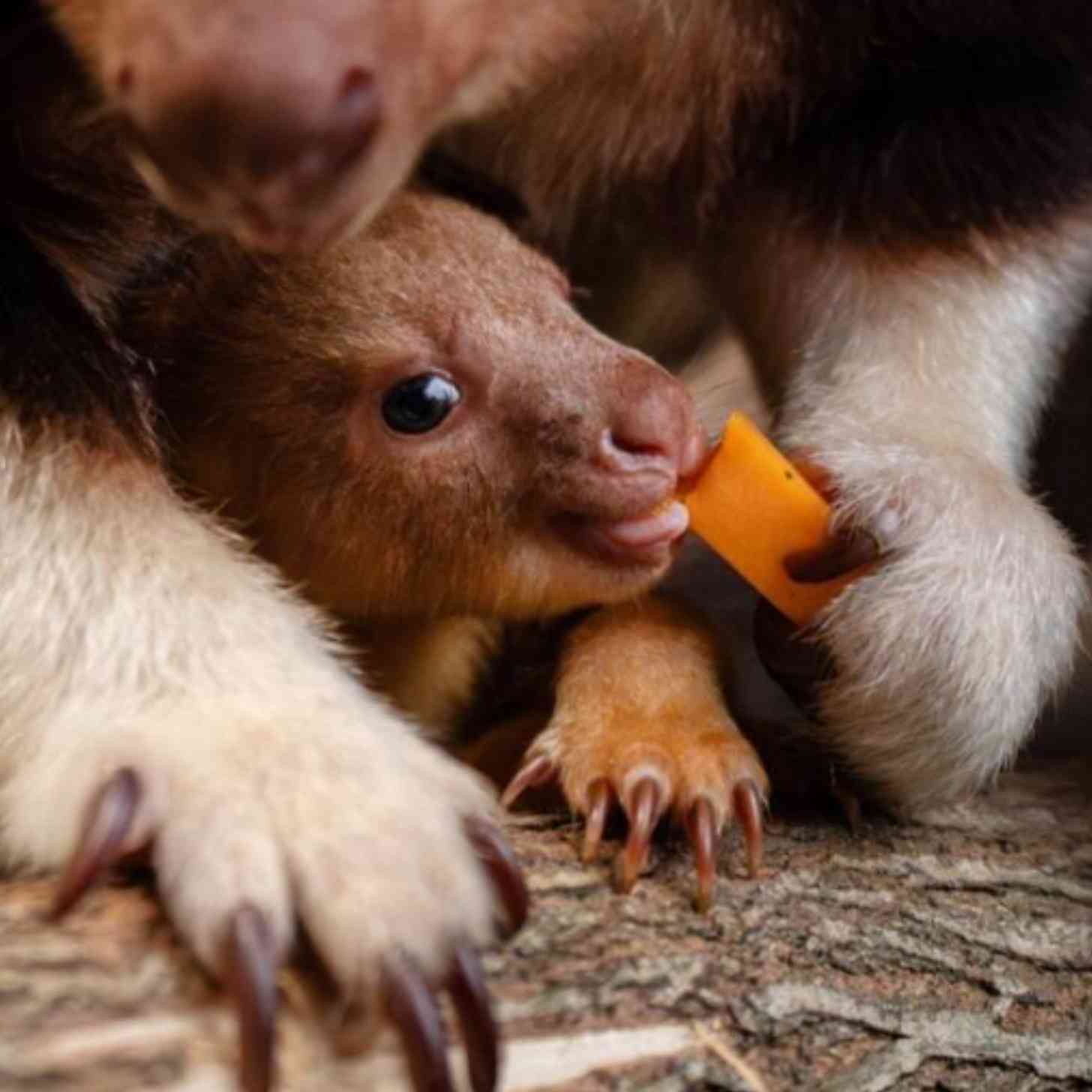 A baby tree kangaroo joey peeking out from under his mother's legs as he eats a carrot.