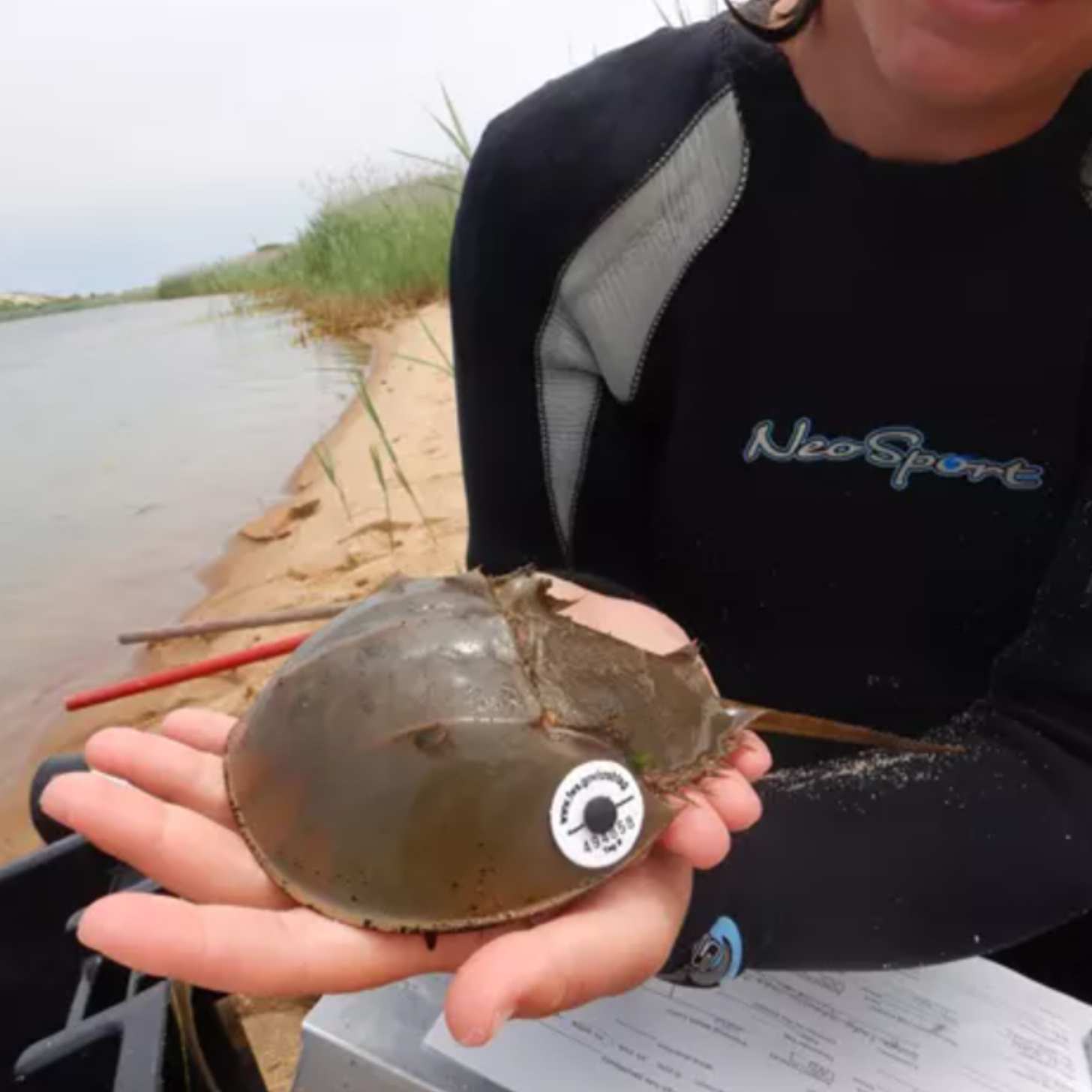 A young woman with a rashguard holds a horseshoe crab in her hands near the water on Cape Cod National Seashore