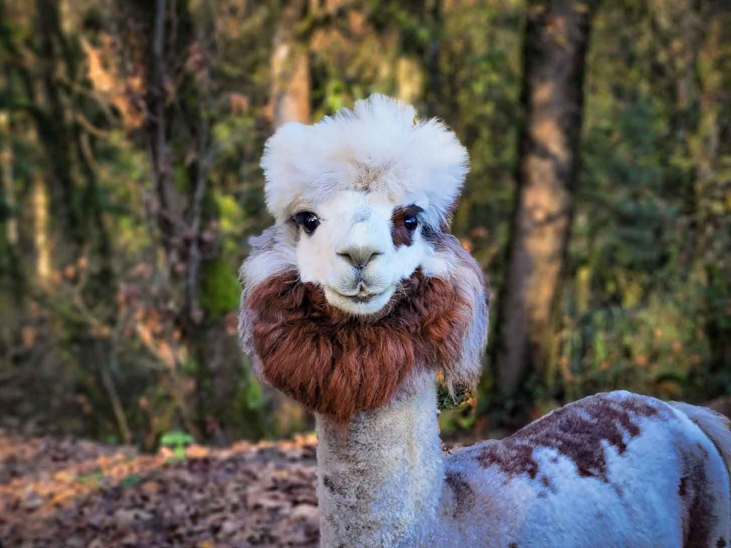 A fluffy alpaca stands in front of a grove of trees