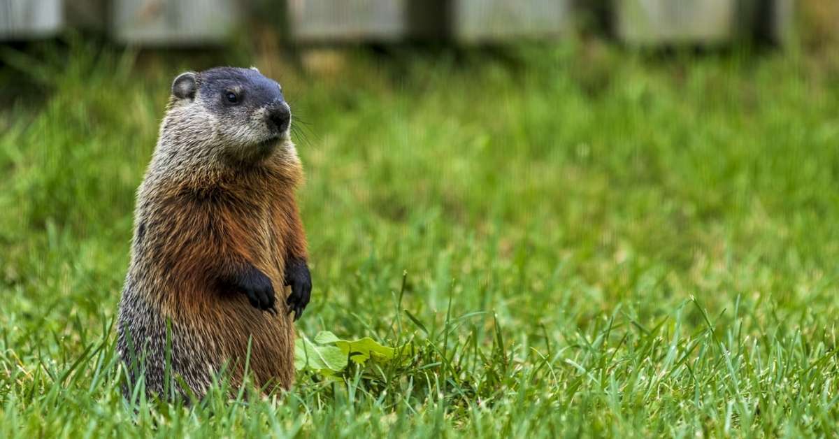 A groundhog stands amidst tall grass