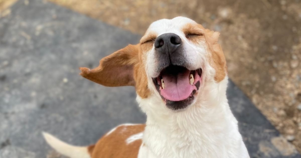 A happy beagle pants with its tongue out as it throws its head back.