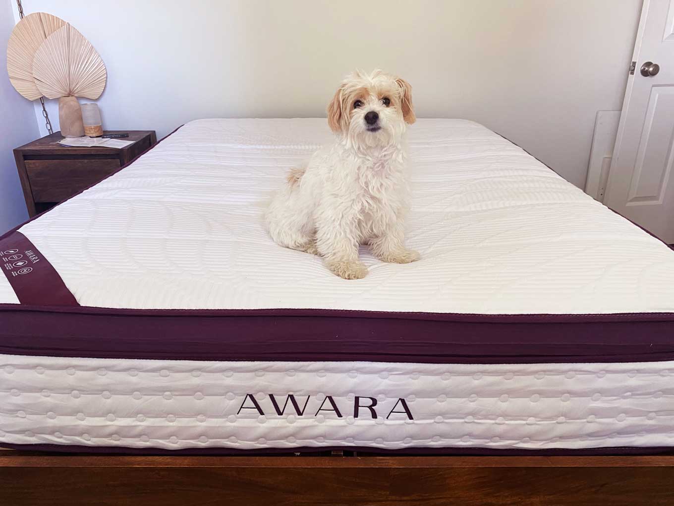 A small dog sits on a human-sized eco-friendly mattress with the logo "Awara"