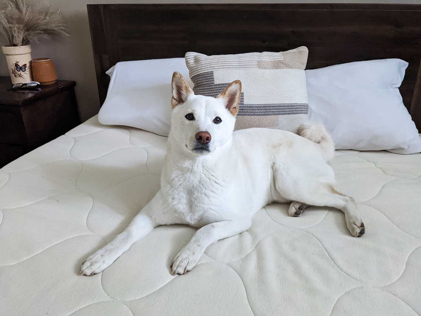 A shibu-inu sitting on a (human-sized) Spindle eco-friendly mattress