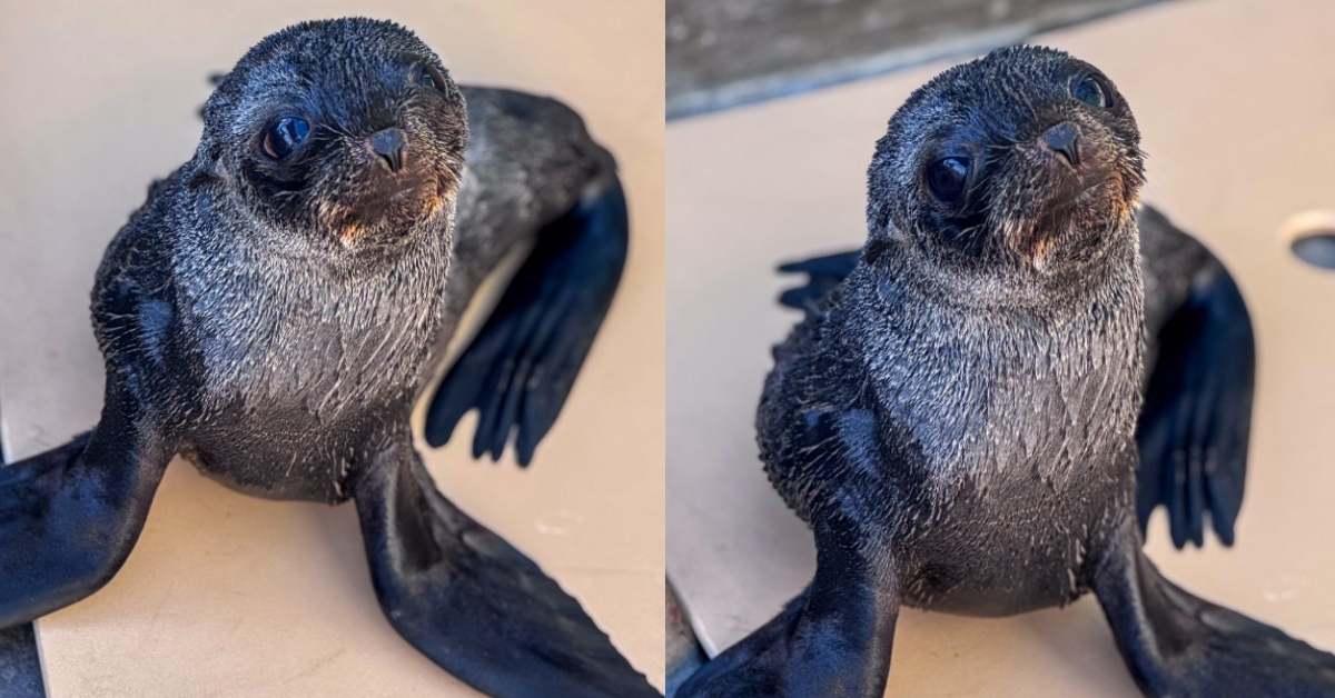 Two malnourished baby fur seals side by side.