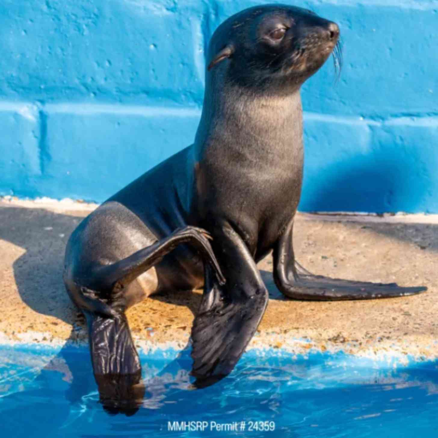A fur seal, healthy, wellfed, sits in front of a blue brick wall.