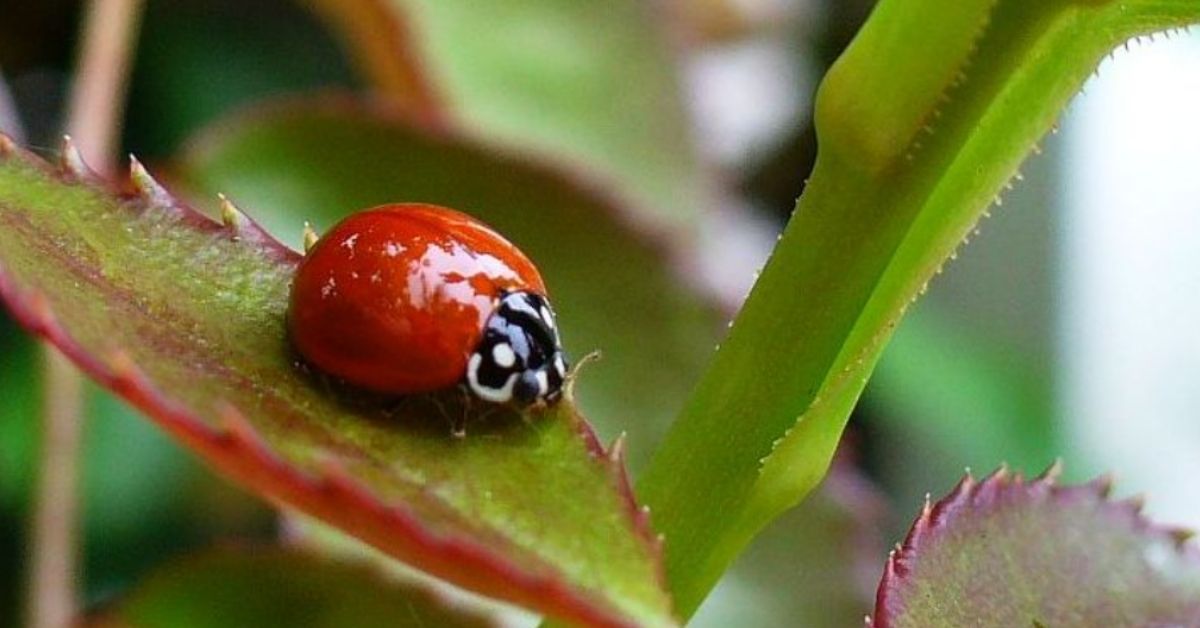 A red ladybug without black spots sits on a leaf.