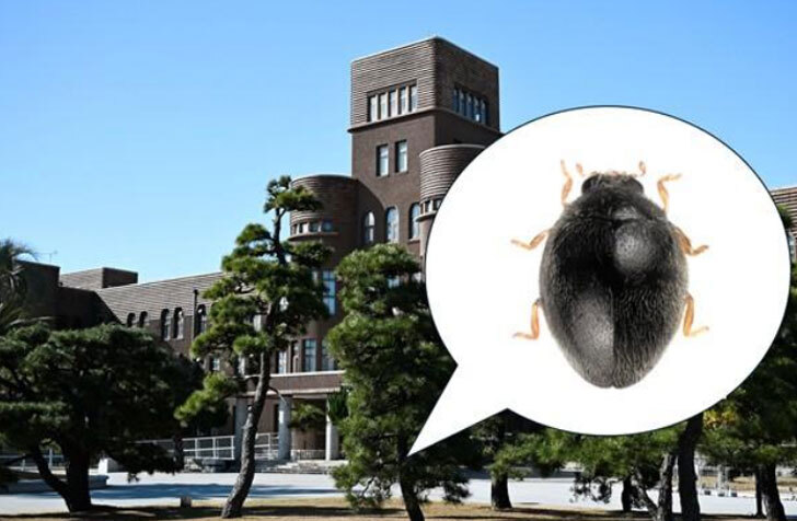 A small speech bubble with a black ladybug inside superimposed on an image of a university campus