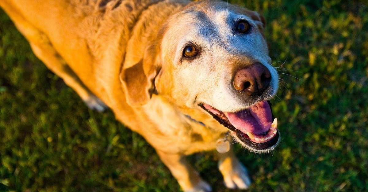 A smiling, elderly white lab smiles as it stands on a green lawn.