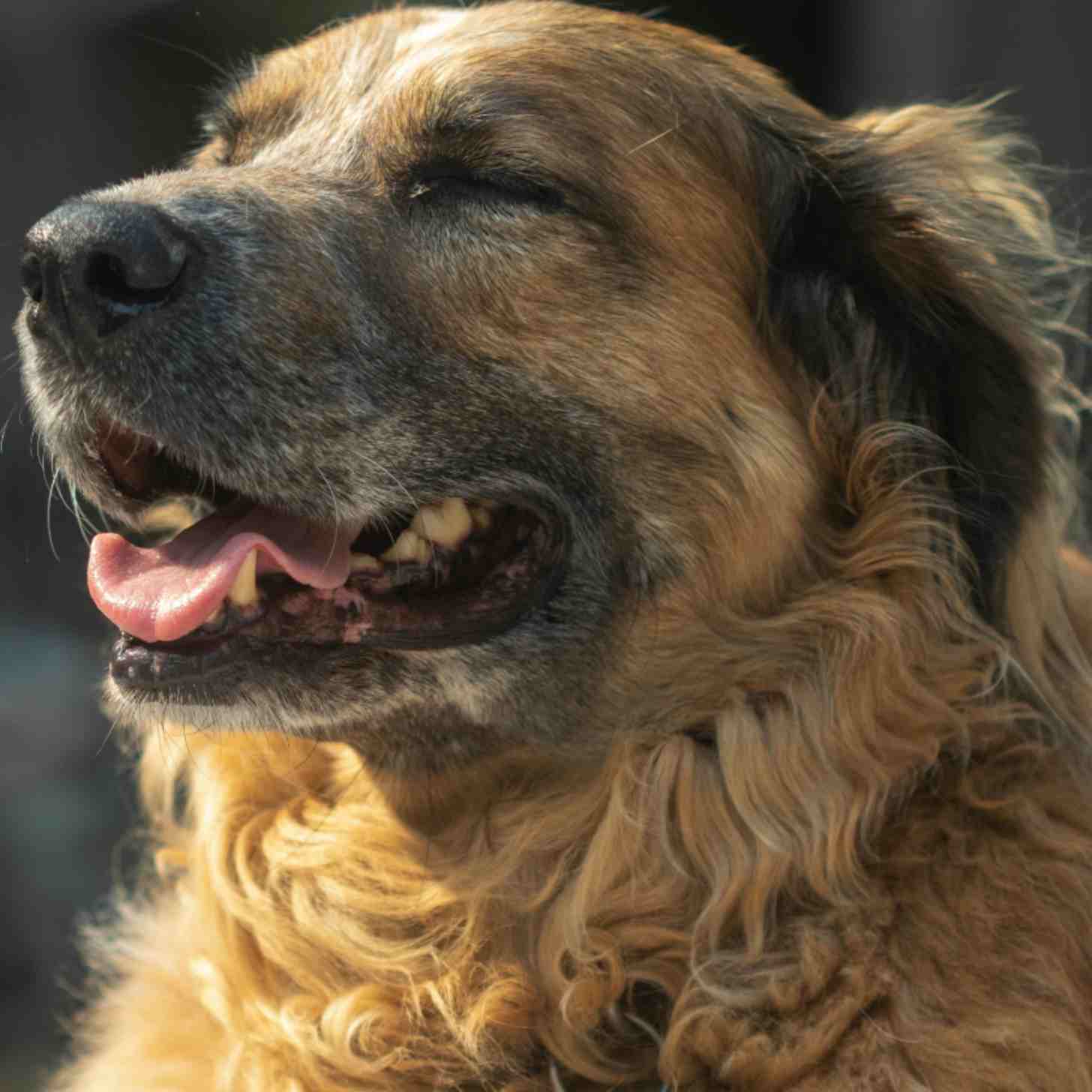 A smiling happy dog with its eyes closed.