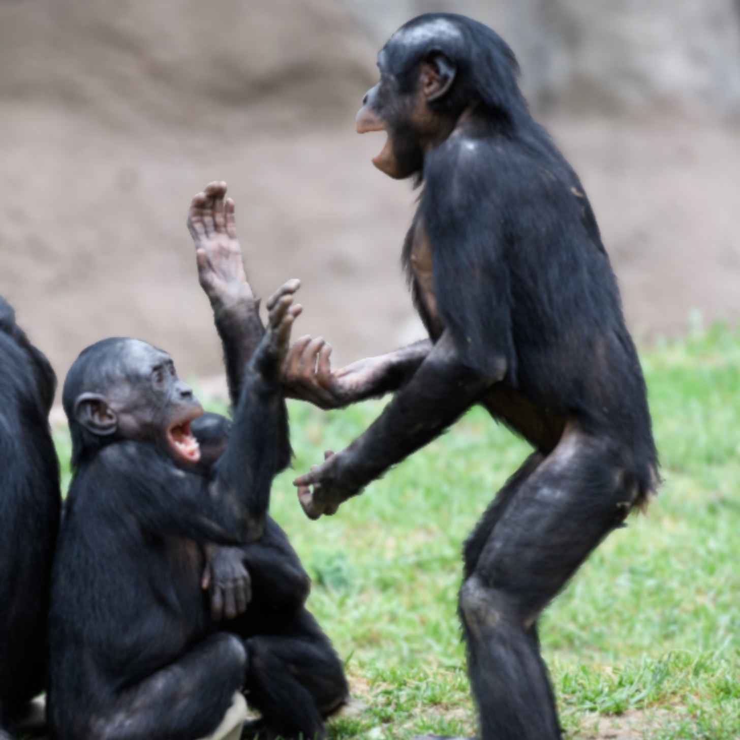 Two bonobos play with each other