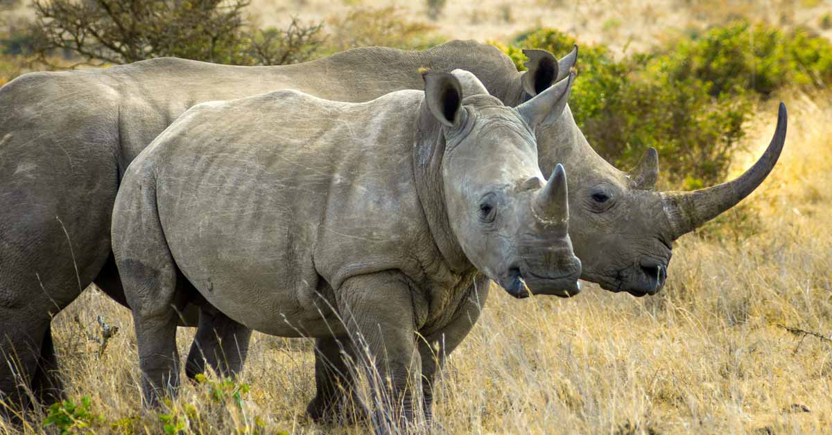 Two rhinos walk in a grassy field