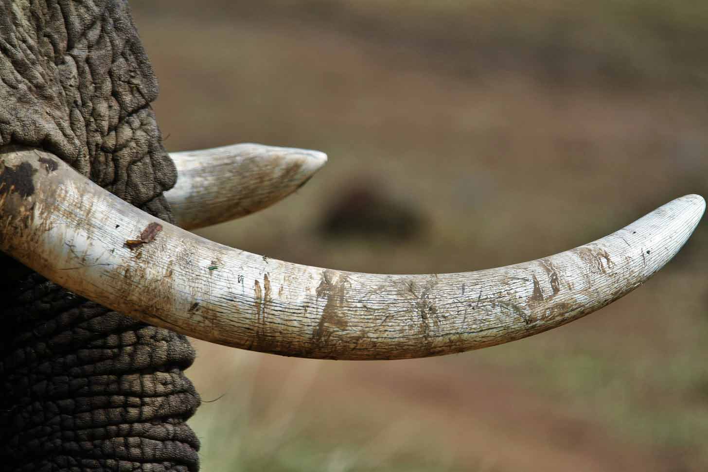A close-up of an elephant tusk