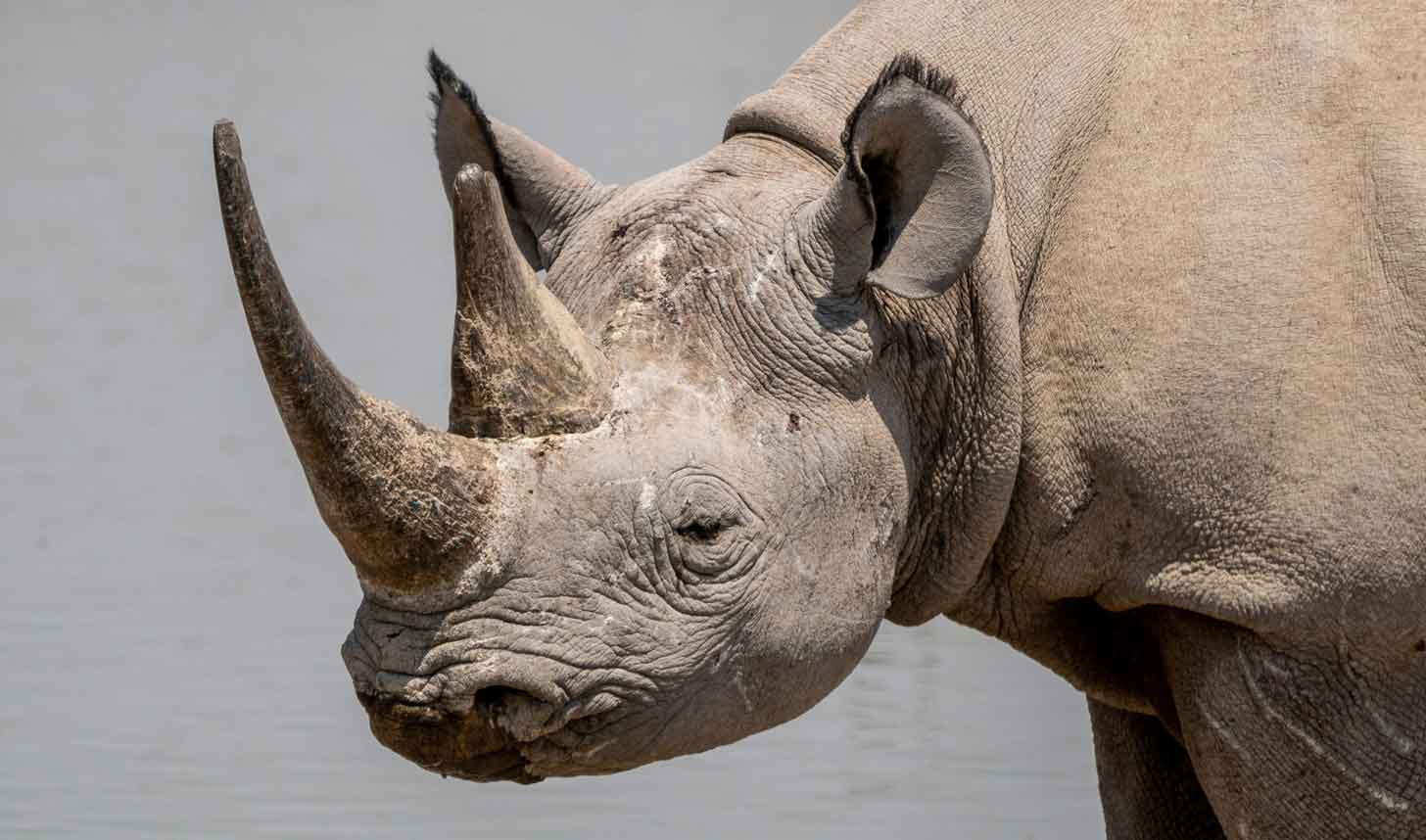 A close up of a grey rhino