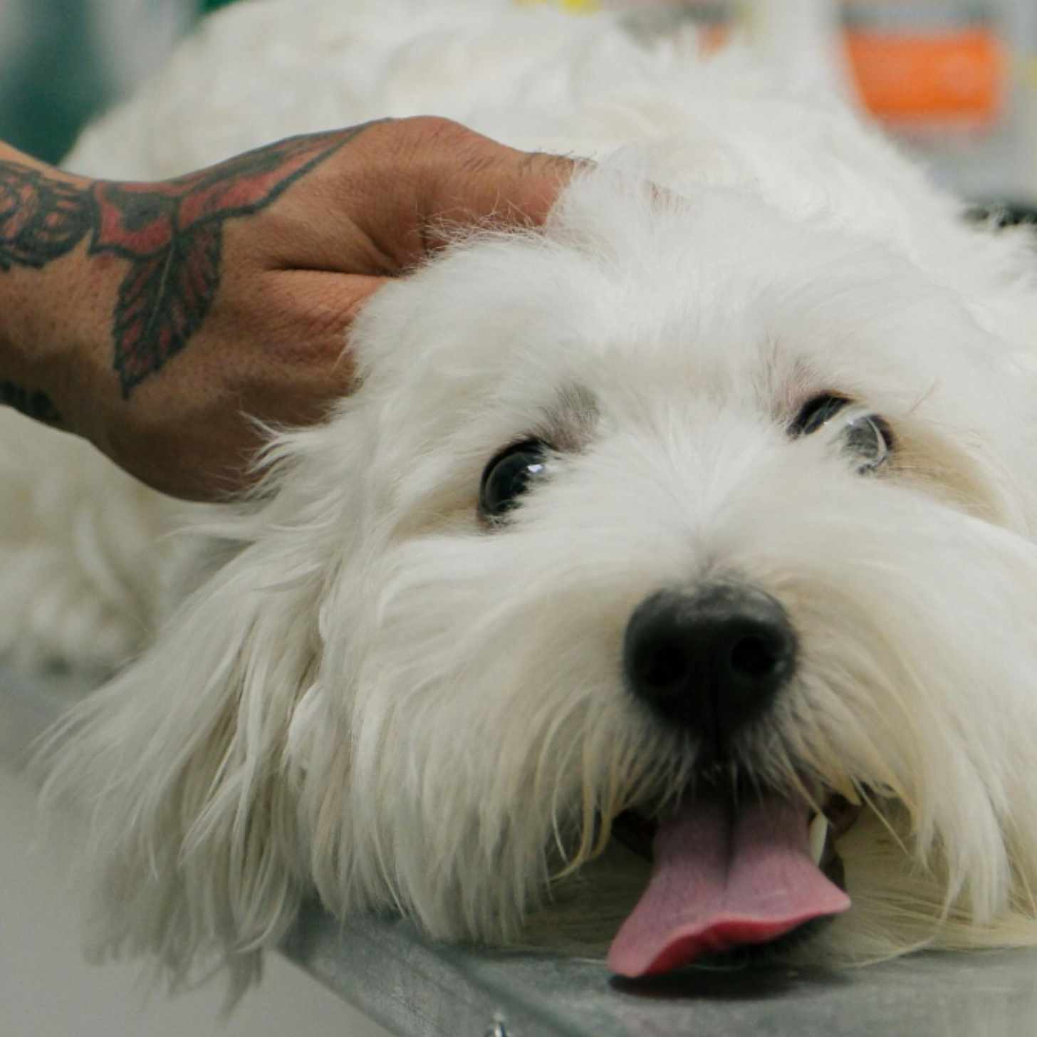A man's tattooed hand pets a white dog as it sits on a vet table.
