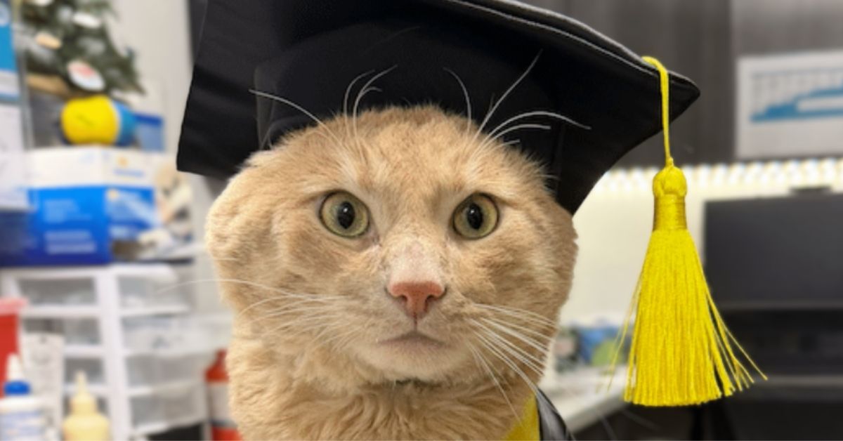 An orange cat wears a graduation cap and gown