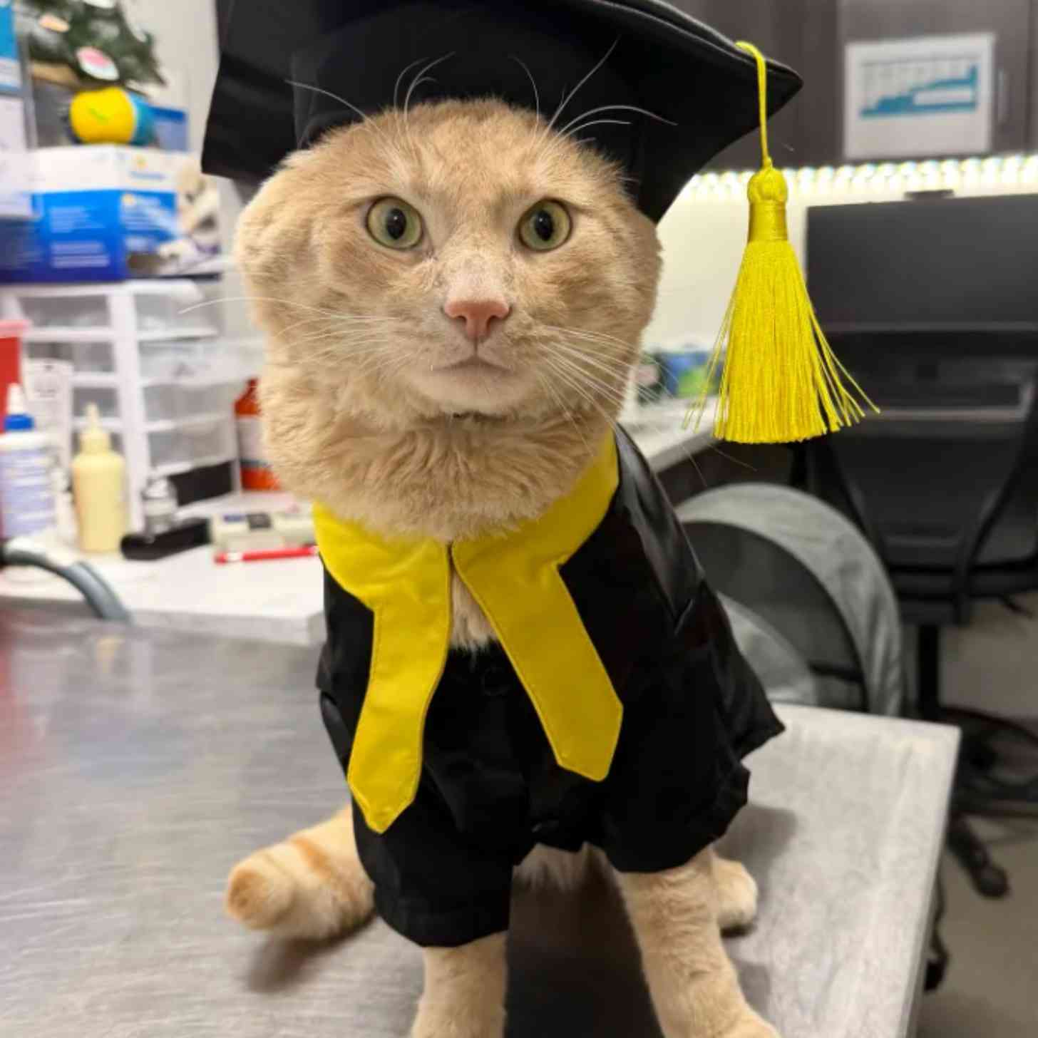 An orange cat wears a graduation cap and gown