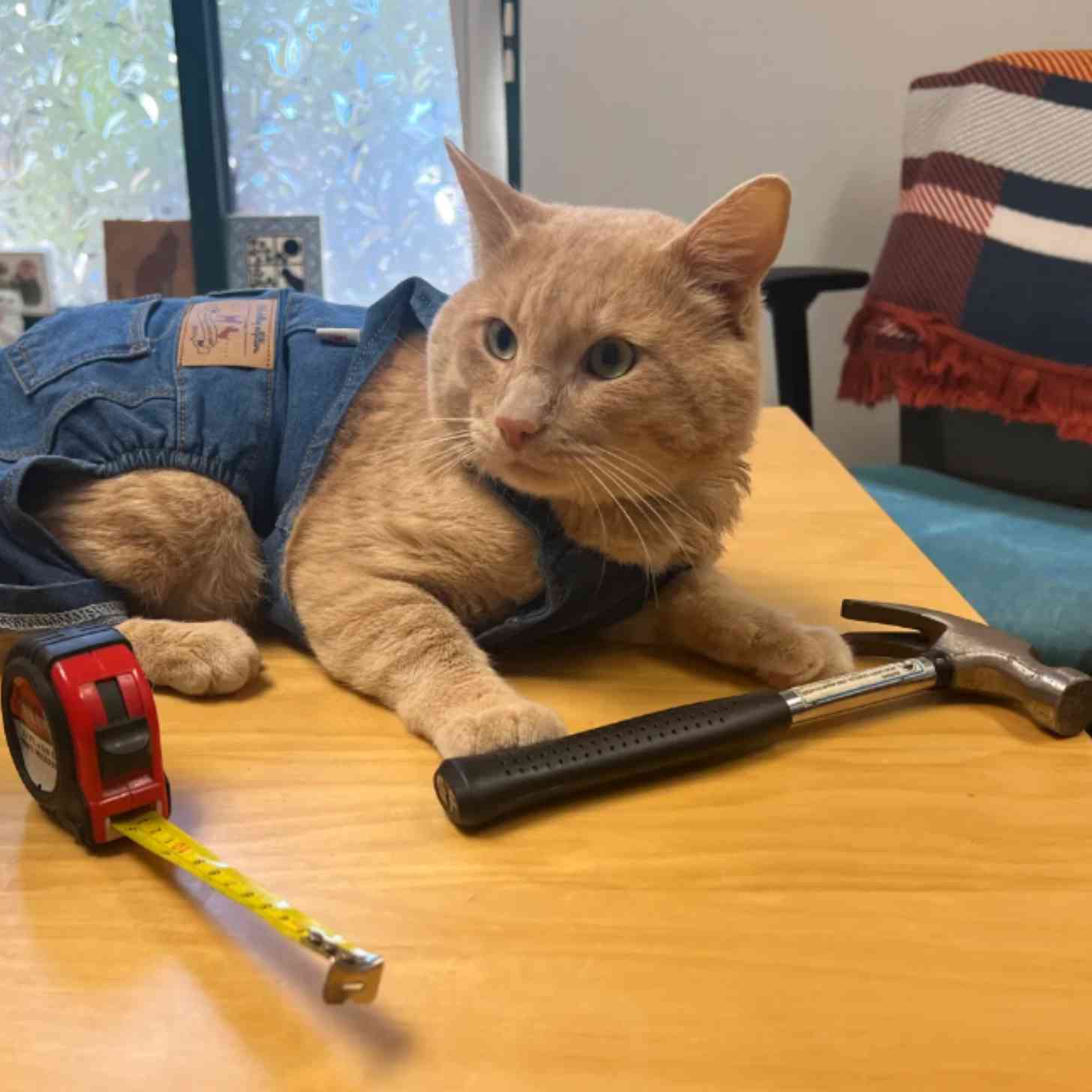A cat on a desk wearing overalls, surrounded by a tape measure and a hammer