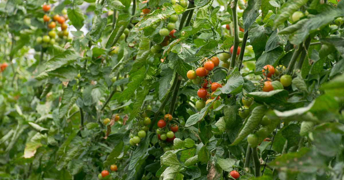 A close-up of tomatoes on a vine