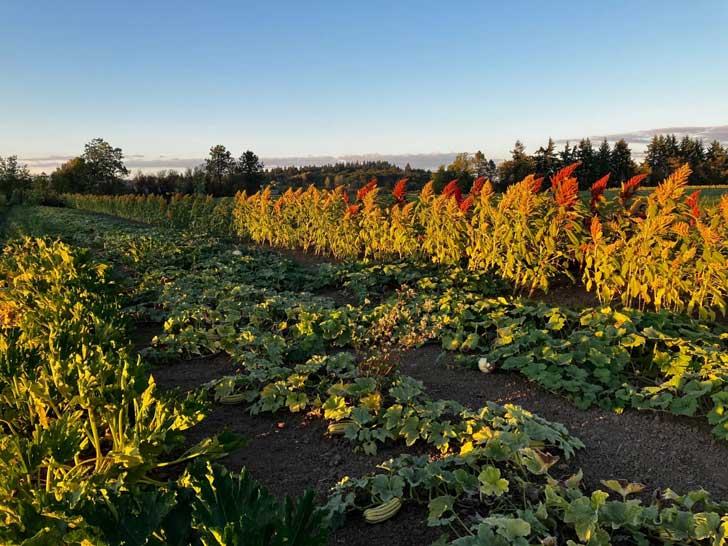 A plot of farmland that has been dry-farmed