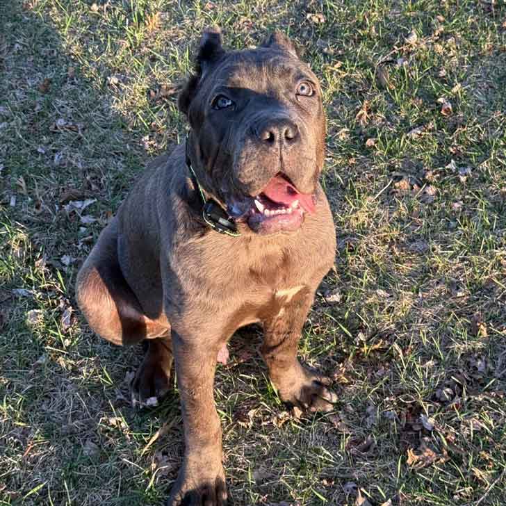 A dog with gray fur and pointy ears sits in a patch of grass