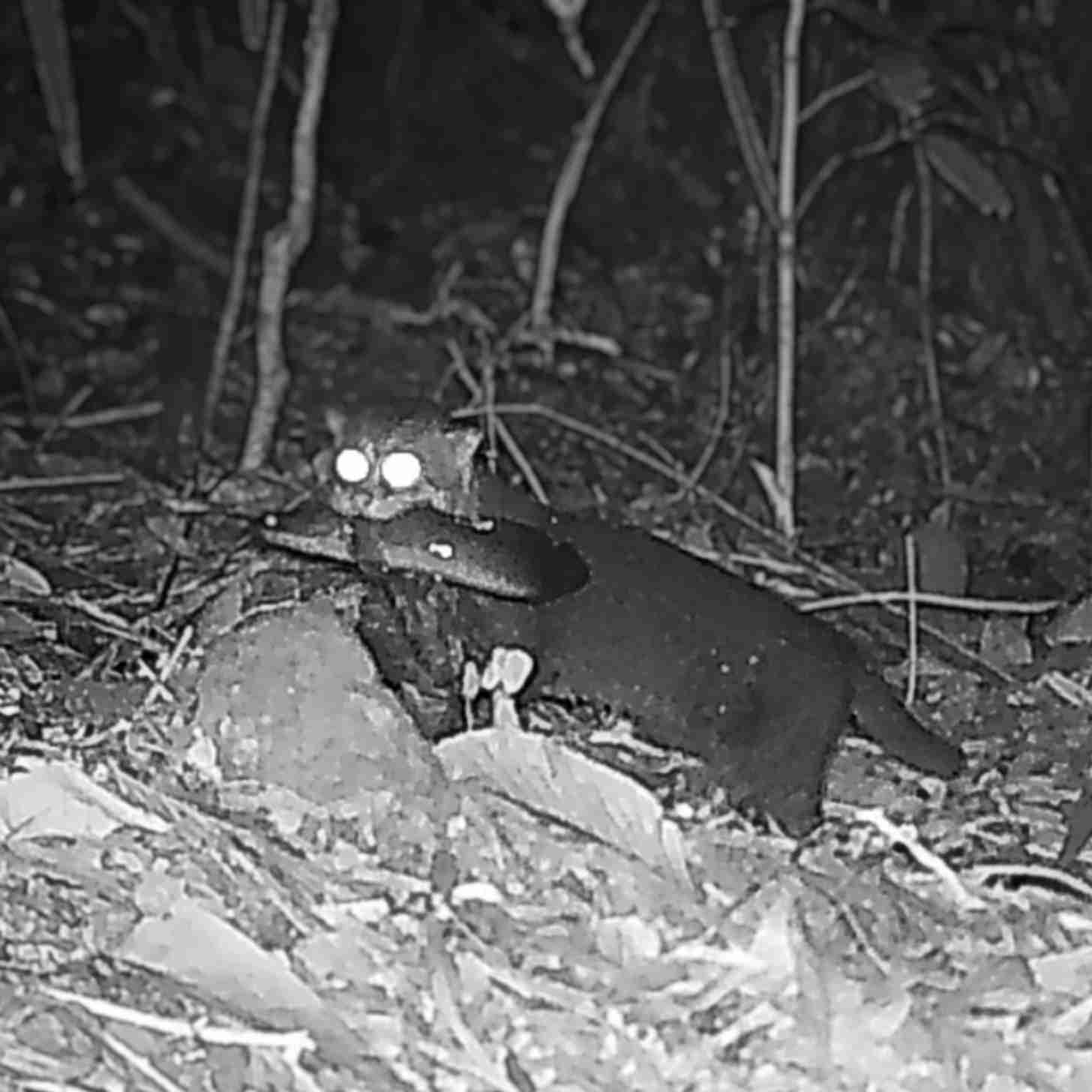 Grainy black and white footage of a flat-headed cat holding a fish in its mouth
