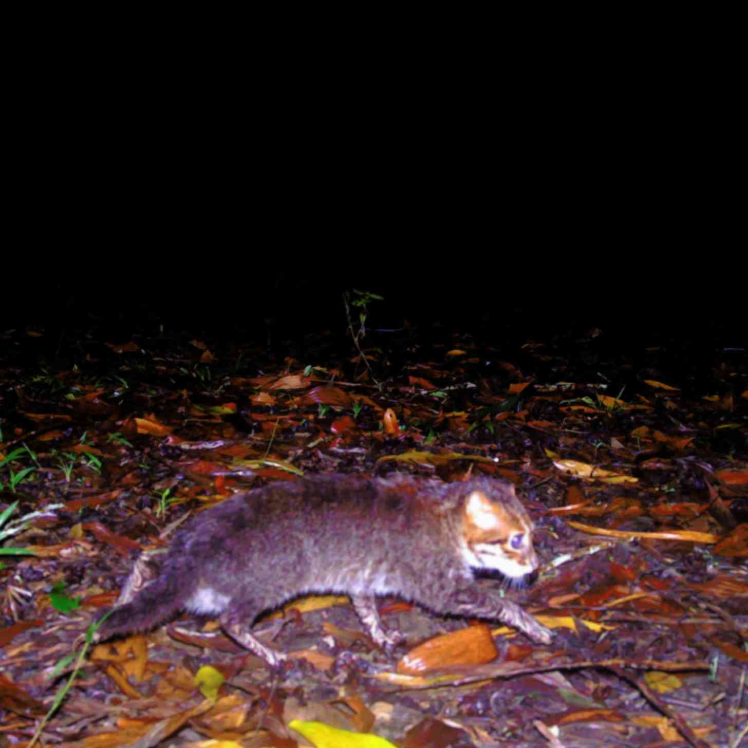low-light image of a flat-headed cat cub walking through a forest at night