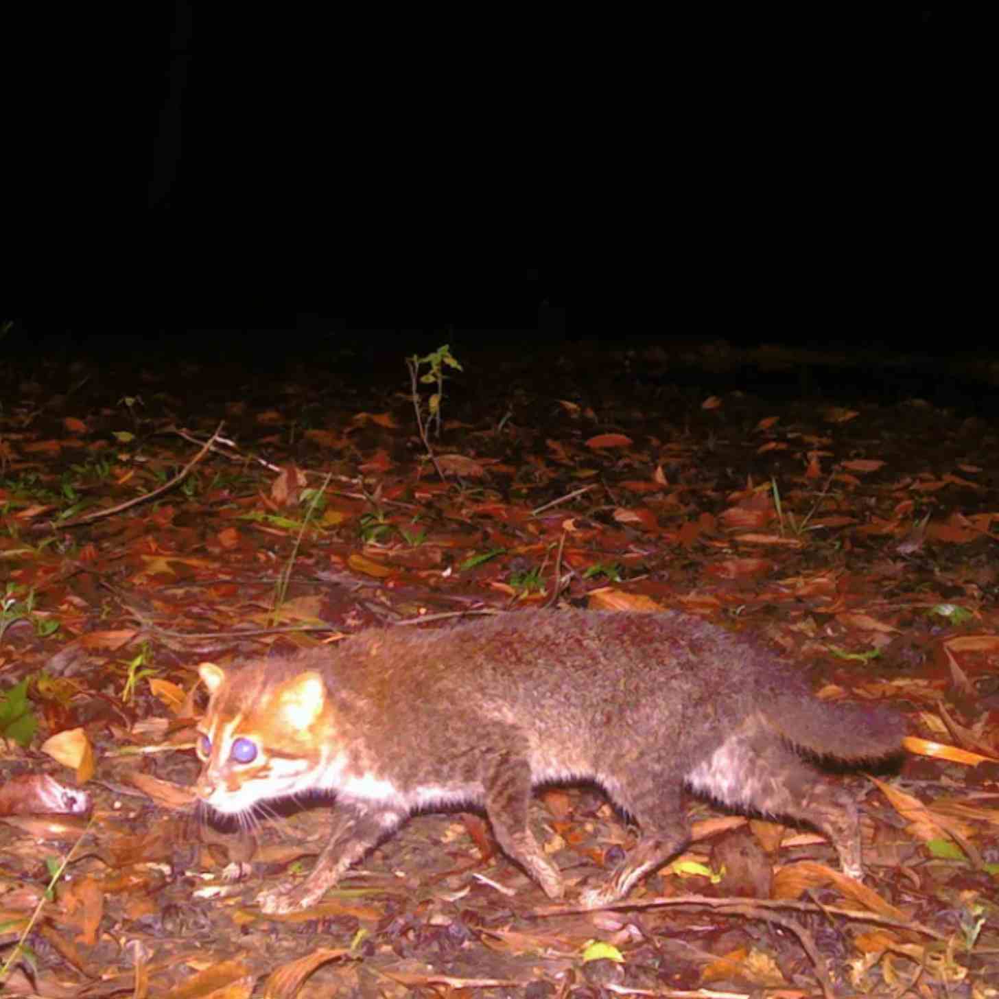 An adult flat-headed cat walking through a forest at night