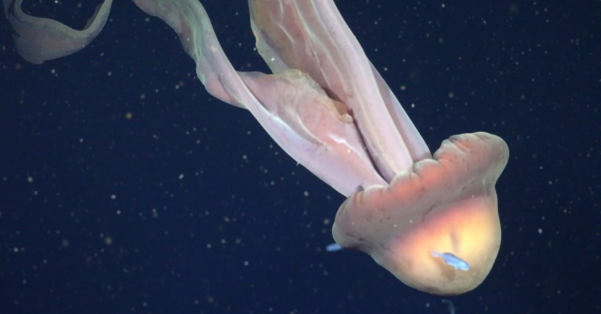 A giant phantom jellyfish swims through deep waters.
