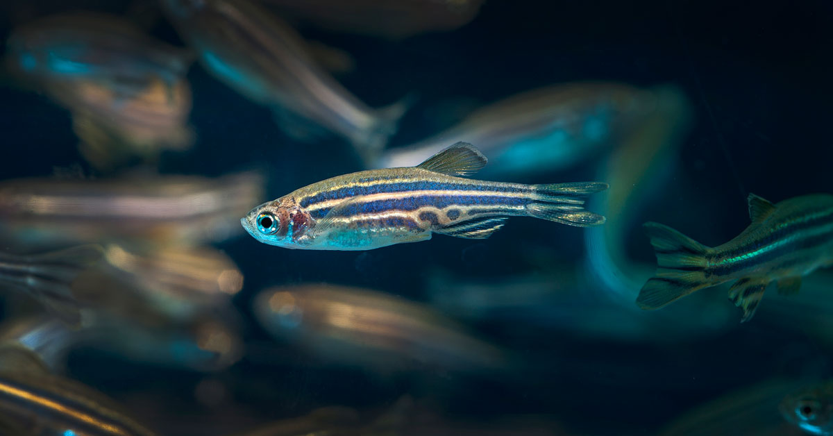A zebrafish minnow swims in water with a school of other fish