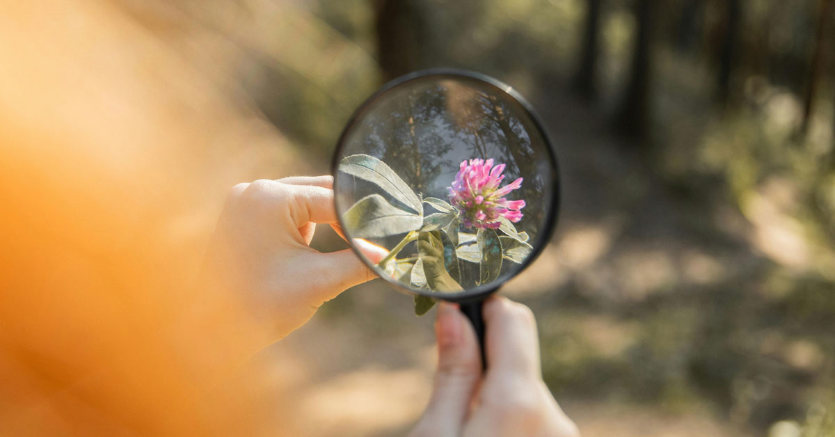 A close-up of a hand holding a magnifying glass over a small pink flower