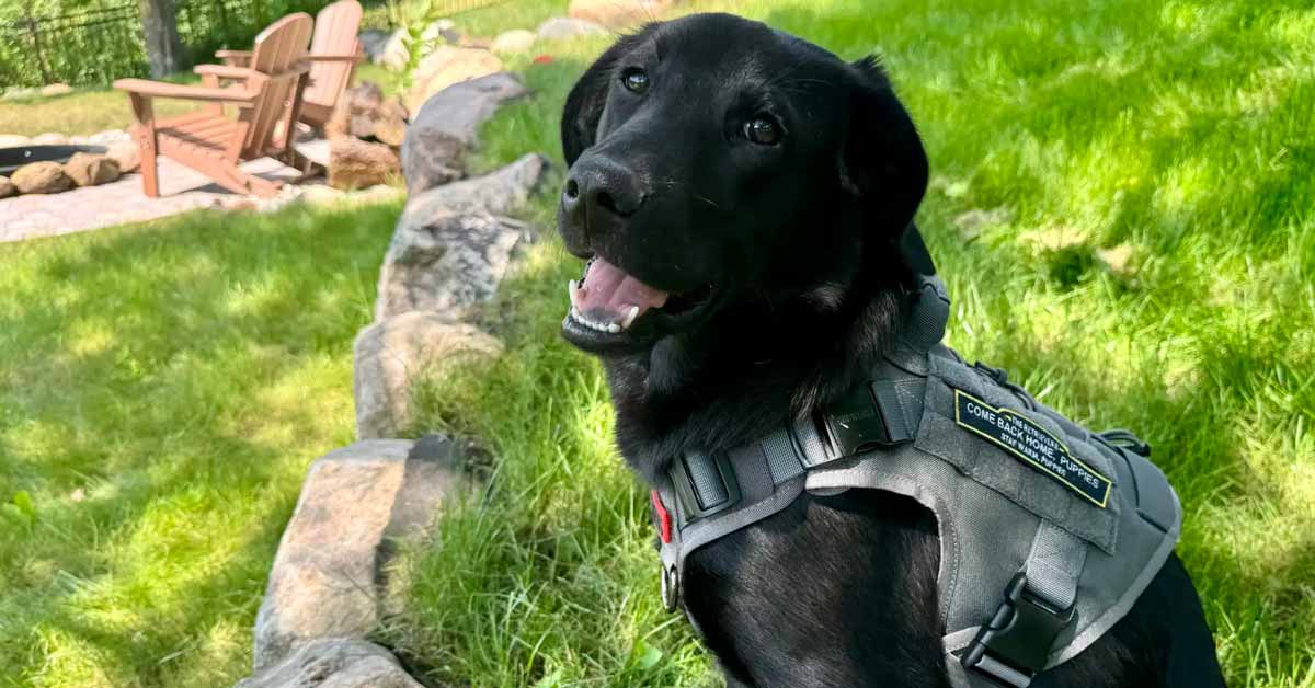 A black labrador sits in a grassy backyard, wearing a gray harness