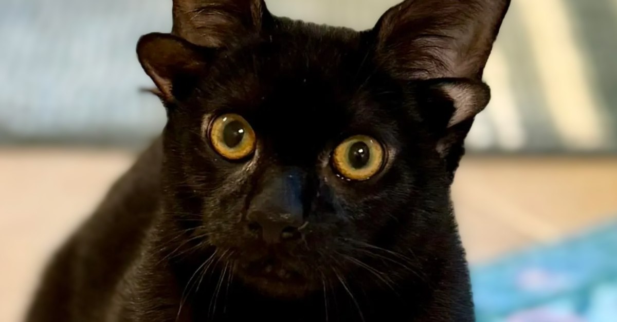 A close up of a Black cat named Dobby, who has a set of regular ears and a smaller set of ears in front of those.