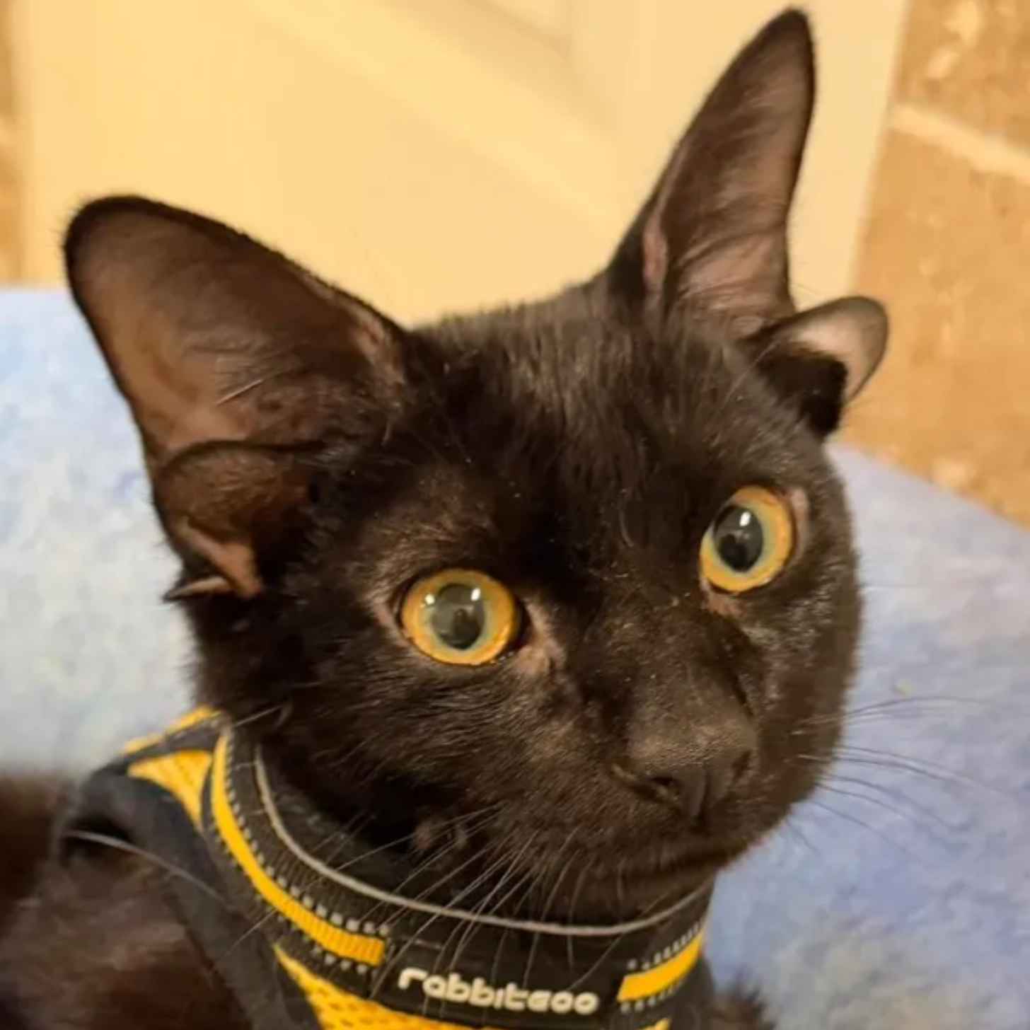 Uplifting News: Dobby, the rare kitten with 4 ears, is bringing attention to pets with disabilities | An Encouraging Development