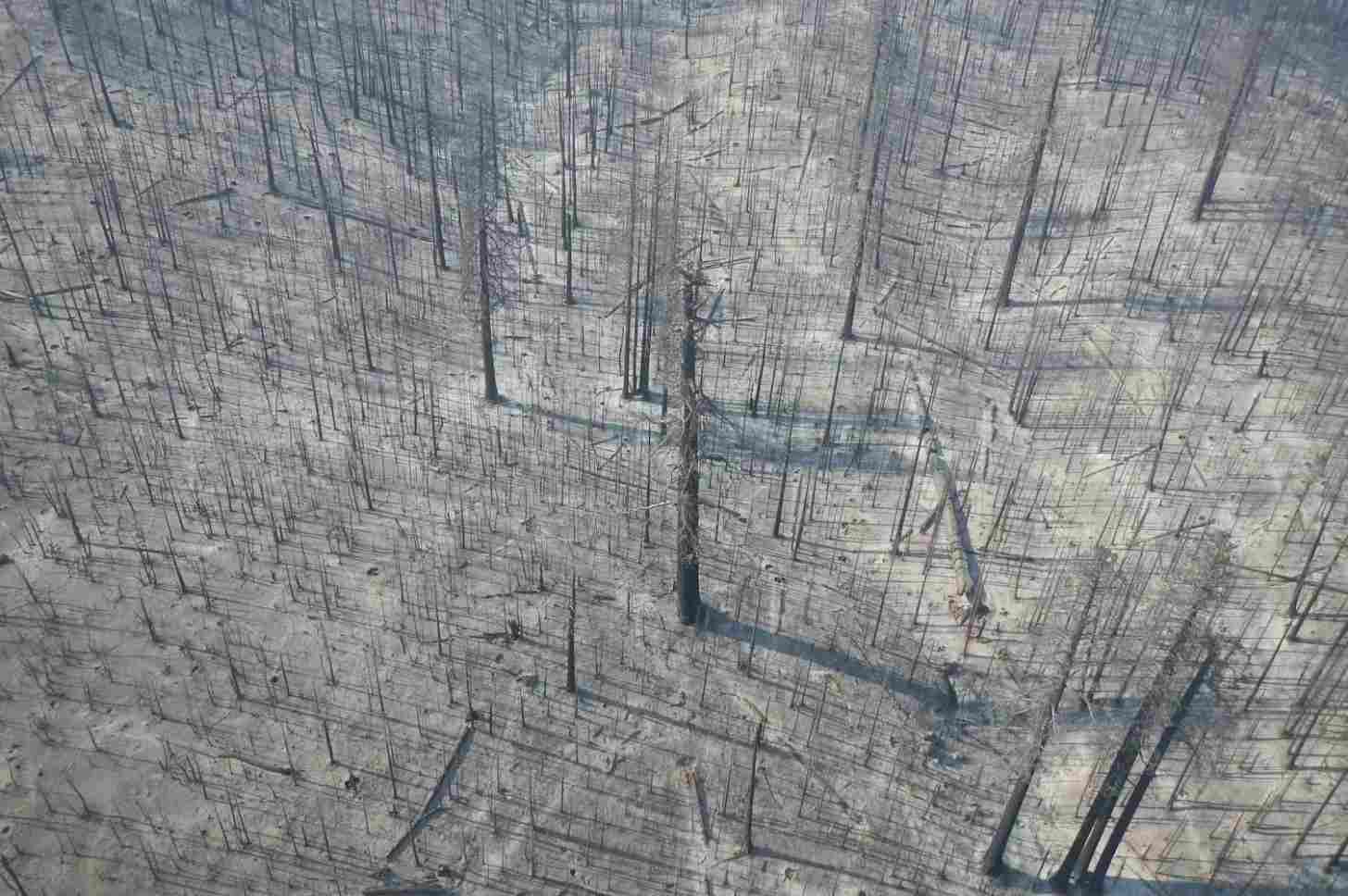 An aerial view of a landscape of standing dead tree trunks.