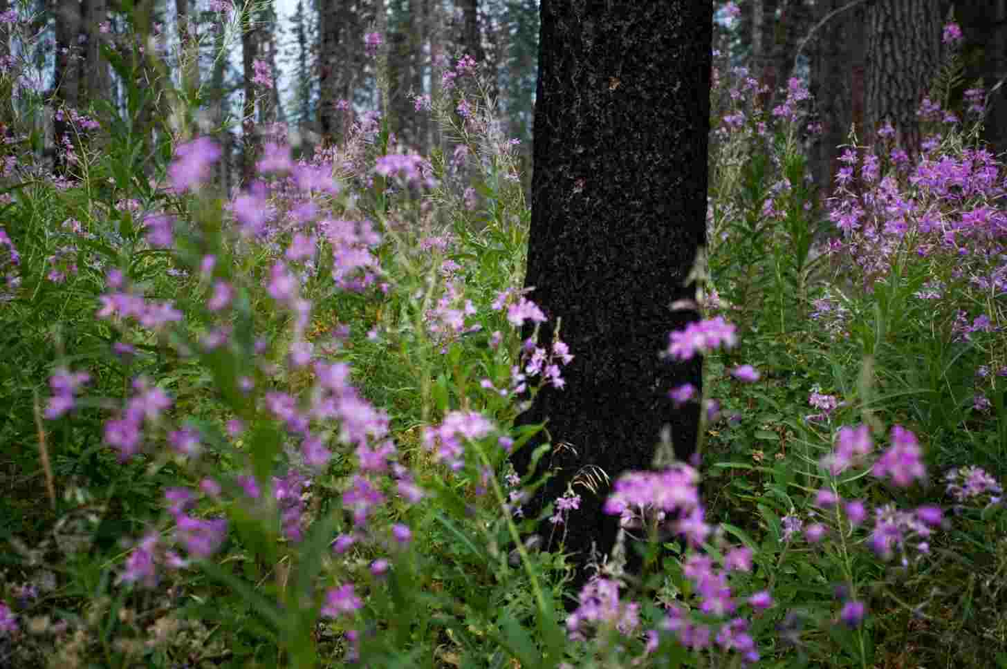 A dark black tree trunk stands amid green plants and pink and purple flowers.