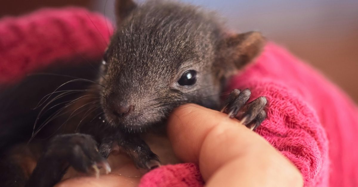 A baby squirrel in a pink blanket.