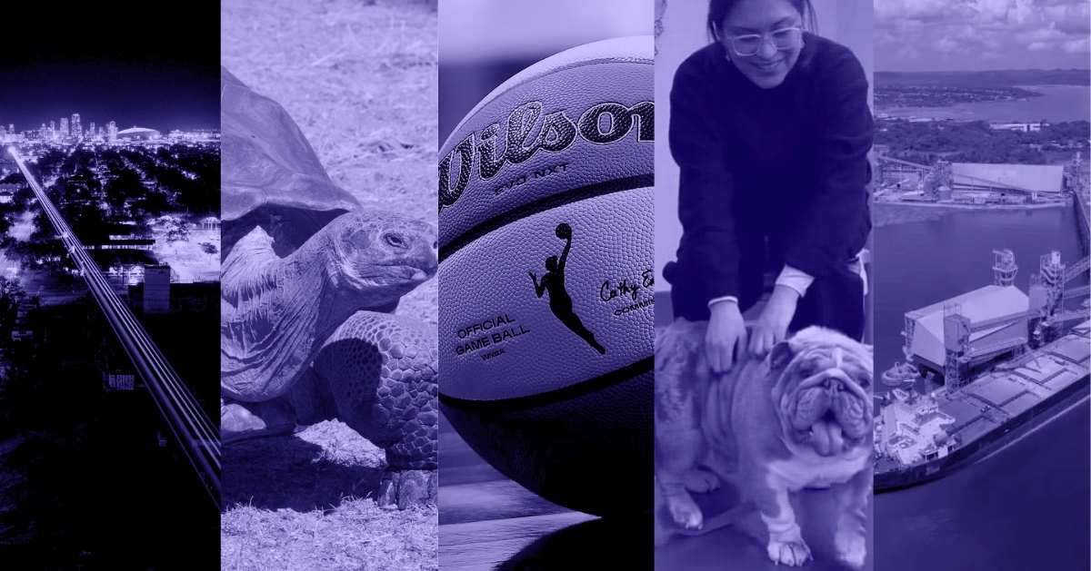 A photo collage of laser beams above and across a town, a tortoise, a Wilson basketball on the floor, a dog with a person standing behind them, and a ship treading on water