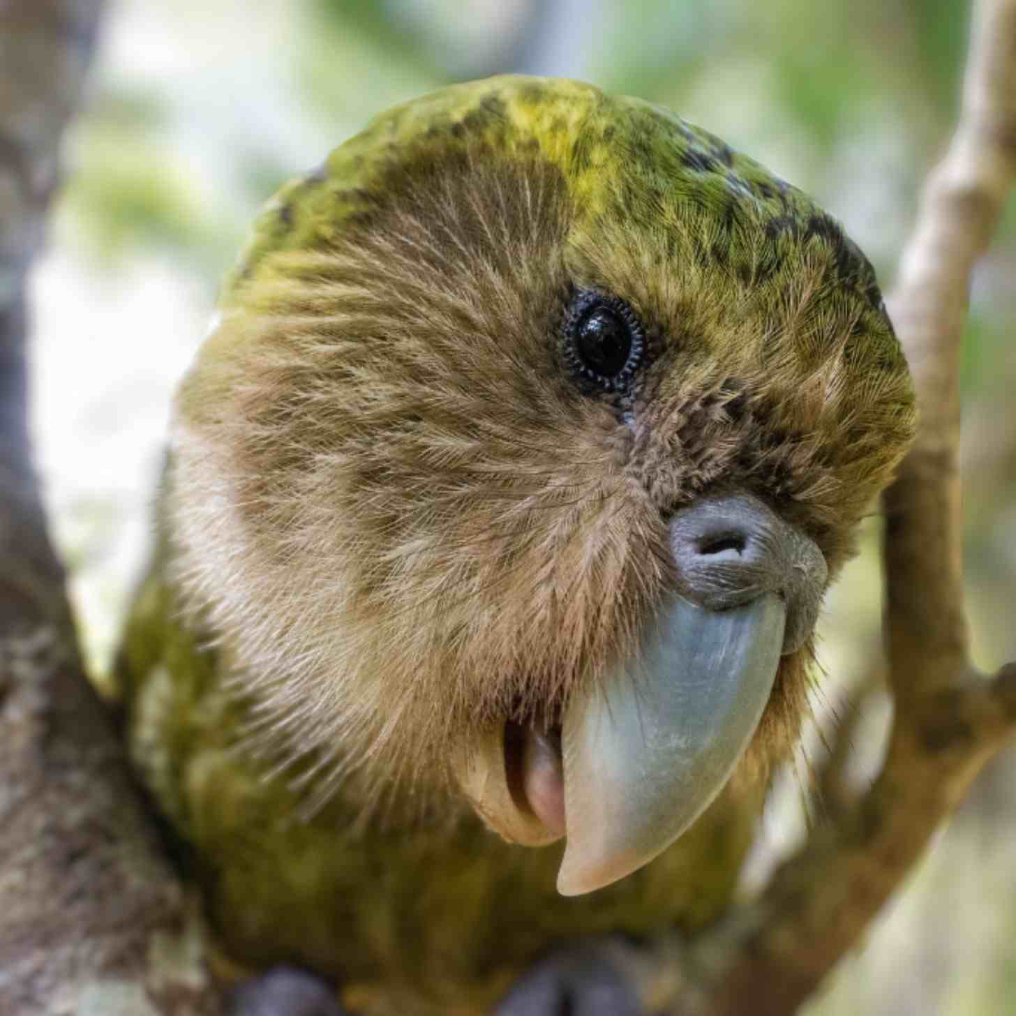 A kakakpo cocks its head to the side. It has green feathers and an owl-like face. It's beak is open