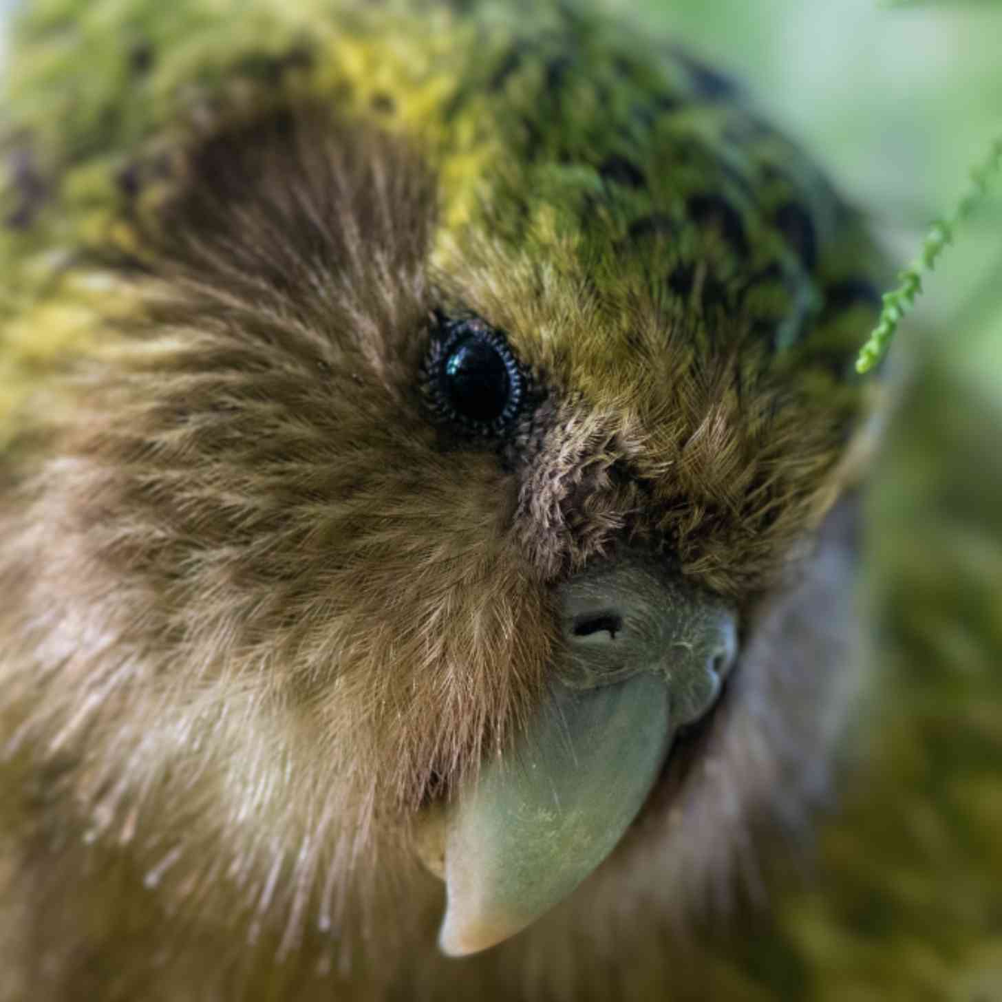 A wild kakapo looks down the lense of a camera. It has green feathers and an owl-like face.