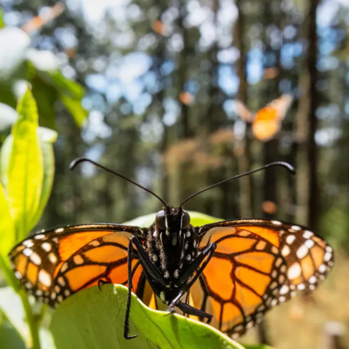 A monarch butterfly in a close-up
