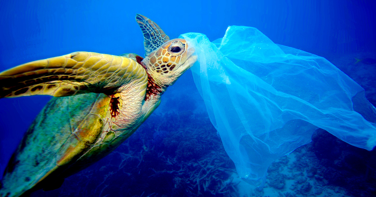 A sea turtle holds a plastic bag in its mouth underwater