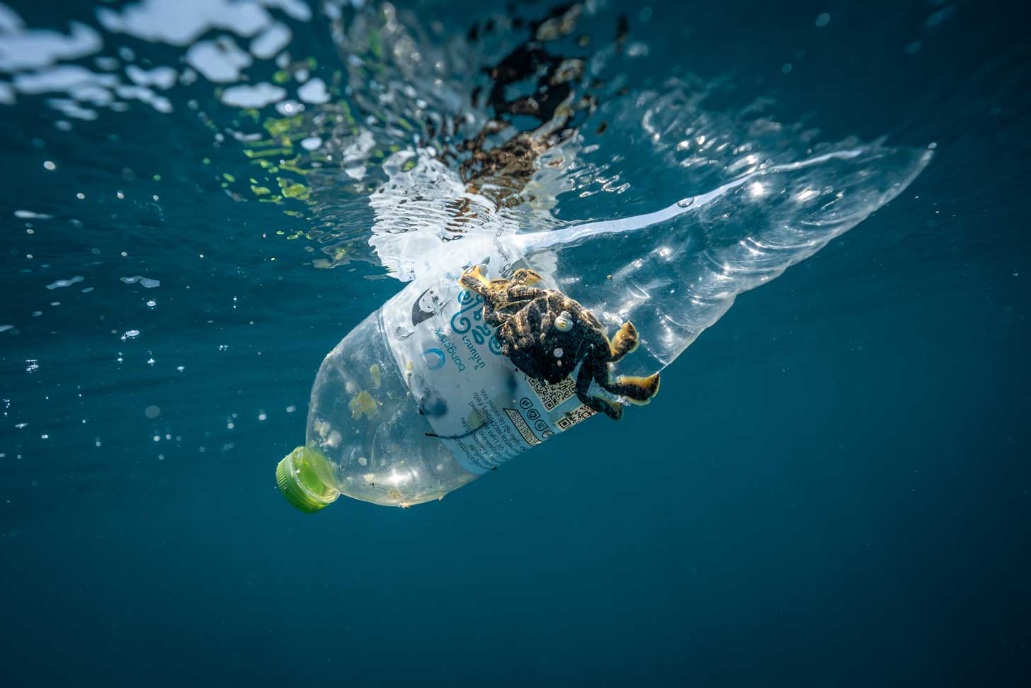 A crab holds on to a plastic water bottle under water